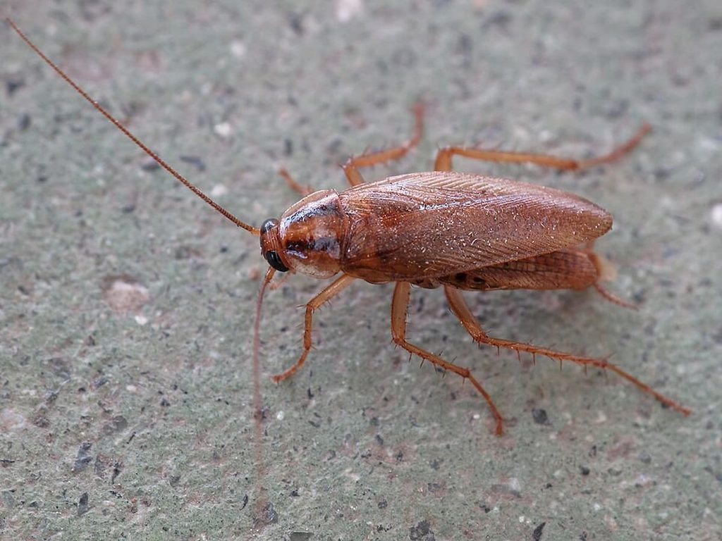 Cucaracha alemana (Blattella germanica)