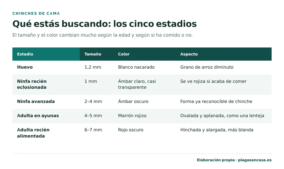 Tabla de los cinco estadios de la chinche de cama con su tamaño, color y aspecto: huevo de 1,2 milímetros blanco nacarado, ninfa recién eclosionada de 1 milímetro ámbar claro, ninfa avanzada de 2 a 4 milímetros, adulta en ayunas de 4 a 5 milímetros marrón rojizo y adulta recién alimentada de 6 a 7 milímetros rojo oscuro.