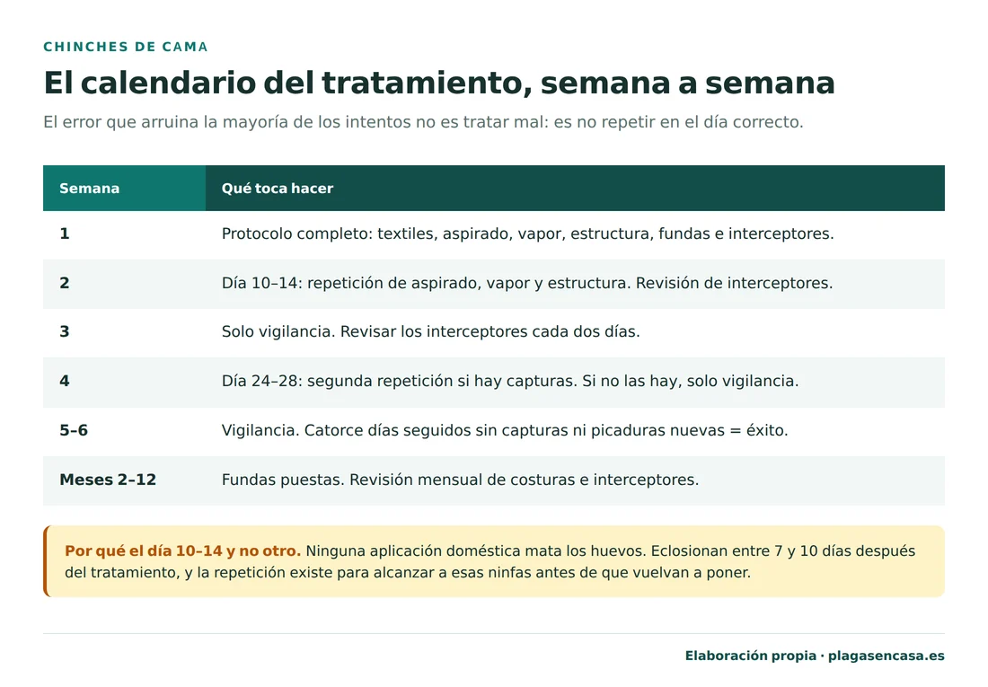 Calendario del tratamiento doméstico contra chinches semana a semana: semana 1 protocolo completo, semana 2 repetición entre los días 10 y 14, semana 3 solo vigilancia, semana 4 segunda repetición si hay capturas, semanas 5 y 6 vigilancia, y de los meses 2 a 12 fundas puestas con revisión mensual.