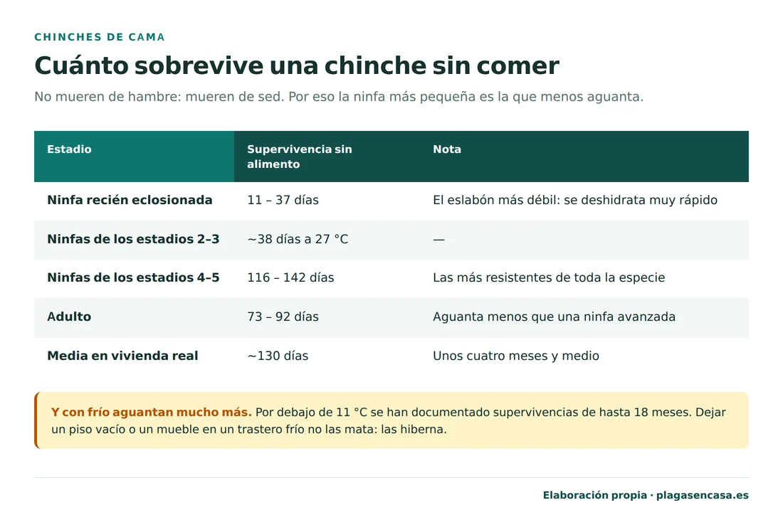 Tabla de supervivencia de la chinche de cama sin alimentarse por estadio: ninfa recién eclosionada de 11 a 37 días, ninfas de los estadios 2 y 3 unos 38 días, ninfas de los estadios 4 y 5 de 116 a 142 días, adulto de 73 a 92 días, y una media en vivienda real de unos 130 días.