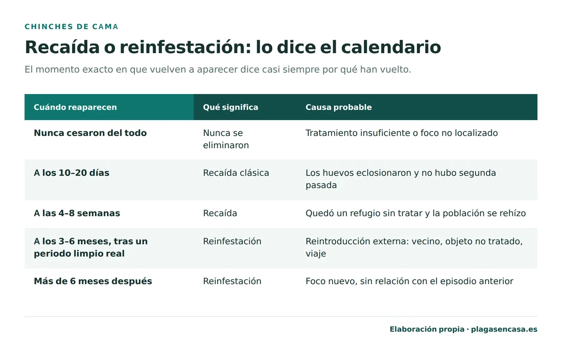 Tabla que interpreta cuándo reaparecen las chinches tras un tratamiento: si nunca cesaron es que nunca se eliminaron, a los 10-20 días es la recaída clásica por huevos eclosionados, a las 4-8 semanas quedó un refugio sin tratar, a los 3-6 meses tras un periodo limpio es reinfestación externa y más allá de 6 meses es un foco nuevo.