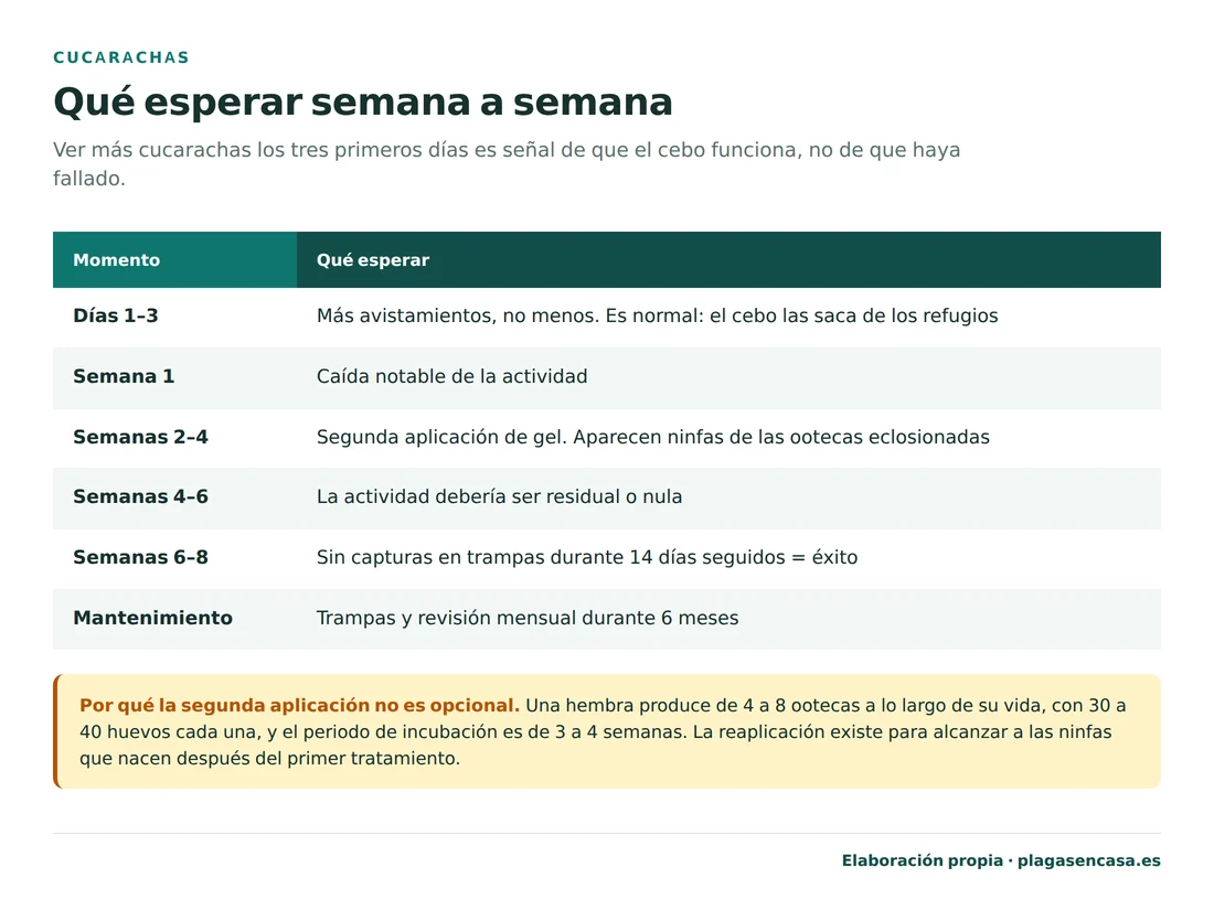 Cronograma del tratamiento de cucarachas en la cocina: de los días 1 a 3 hay más avistamientos porque el cebo las saca de los refugios, en la semana 1 cae la actividad, en las semanas 2 a 4 toca la segunda aplicación de gel y aparecen ninfas de las ootecas eclosionadas, en las semanas 4 a 6 la actividad debería ser residual, y en las semanas 6 a 8 catorce días sin capturas significan éxito.