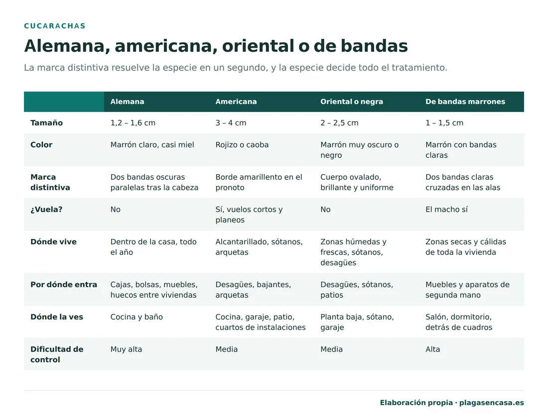 Tabla comparativa de las cuatro especies de cucaracha doméstica en España —alemana, americana, oriental y de bandas marrones— con su tamaño, color, marca distintiva, si vuela, dónde vive, por dónde entra, dónde se la ve y su dificultad de control.