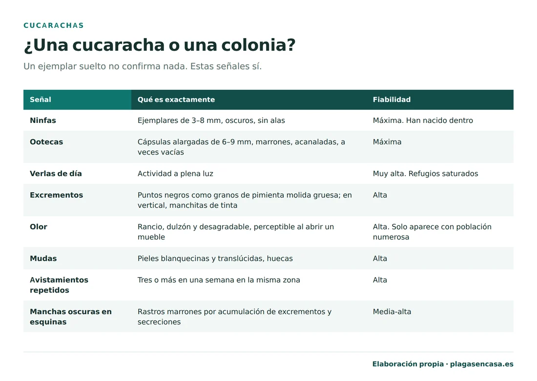 Tabla de las señales que confirman que hay una colonia de cucarachas dentro de casa, con su fiabilidad: las ninfas de 3 a 8 milímetros y las ootecas de 6 a 9 milímetros son de fiabilidad máxima, verlas de día es muy alta porque indica refugios saturados, y los excrementos, el olor rancio, las mudas y los avistamientos repetidos en el mismo punto son de fiabilidad alta.