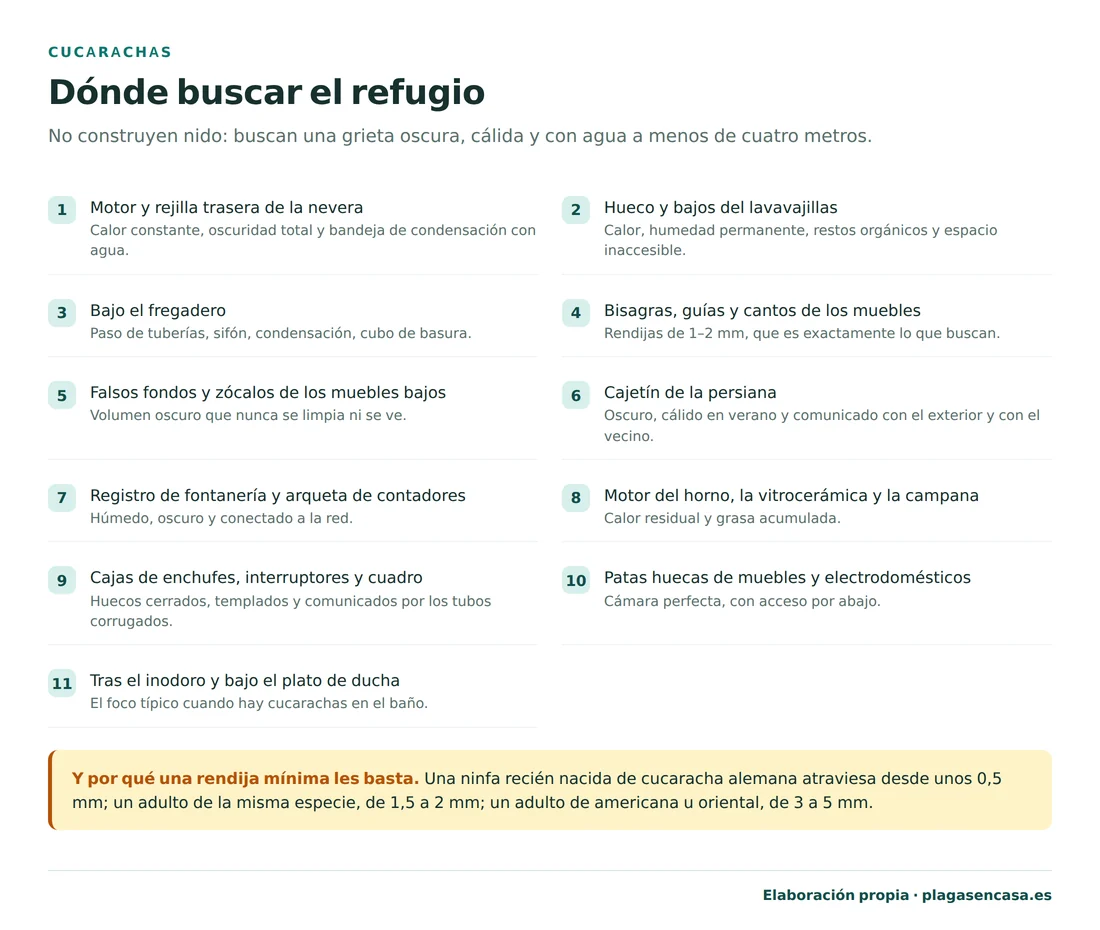 Los once puntos donde buscar el refugio de las cucarachas, por orden de prioridad: motor y rejilla trasera de la nevera, hueco y bajos del lavavajillas, bajo el fregadero, bisagras y guías de los muebles de cocina, falsos fondos y zócalos, cajetín de la persiana, registro de fontanería, motor del horno y la campana, cajas de enchufes e interruptores, patas huecas de muebles y electrodomésticos, y tras el inodoro y bajo el plato de ducha.