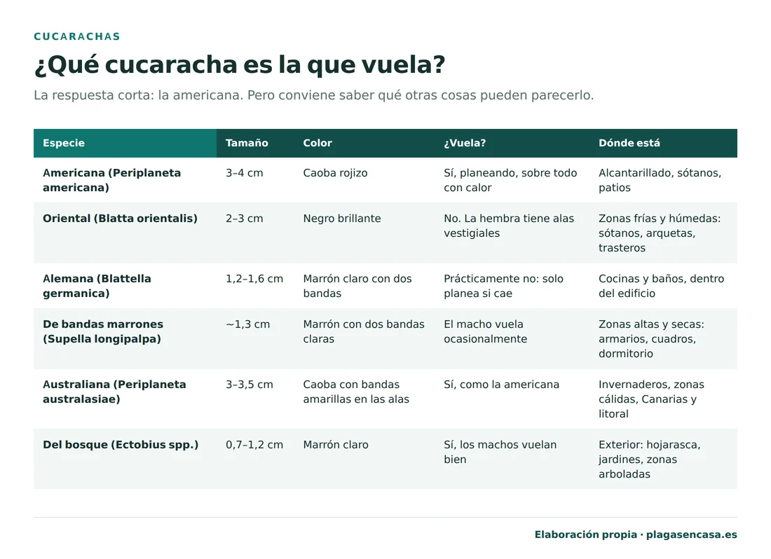 Tabla de las especies de cucaracha de España indicando cuáles vuelan: la americana sí planea sobre todo con calor, la oriental no, la alemana prácticamente no, el macho de la de bandas marrones vuela ocasionalmente, la australiana sí vuela como la americana y los machos de la cucaracha del bosque vuelan bien.
