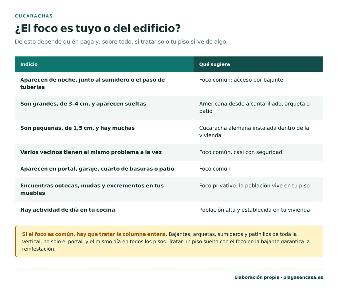 Tabla de indicios para saber si el foco de cucarachas es común del edificio o privativo de la vivienda: que aparezcan de noche junto al sumidero, que sean grandes de 3 a 4 centímetros y aparezcan sueltas, que varios vecinos tengan el mismo problema o que aparezcan en portal, garaje o cuarto de basuras indican foco común; que haya muchas pequeñas de 1,5 centímetros, que encuentres ootecas, mudas y excrementos en tus muebles o que haya actividad de día indican foco privativo.