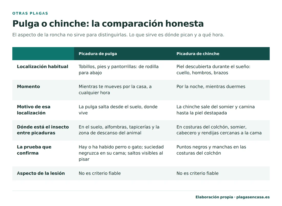 Tabla comparativa entre picadura de pulga y picadura de chinche según la localización, el momento, el motivo de esa localización, dónde está el insecto entre picaduras y la prueba que lo confirma. La pulga pica de rodilla para abajo a cualquier hora y la chinche en piel descubierta durante el sueño.