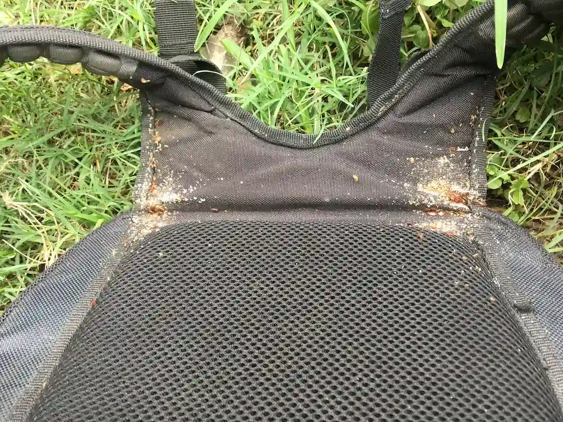 Chinche de cama adulta vista desde arriba: cuerpo ovalado y plano, marrón rojizo, con antenas cortas y seis patas.