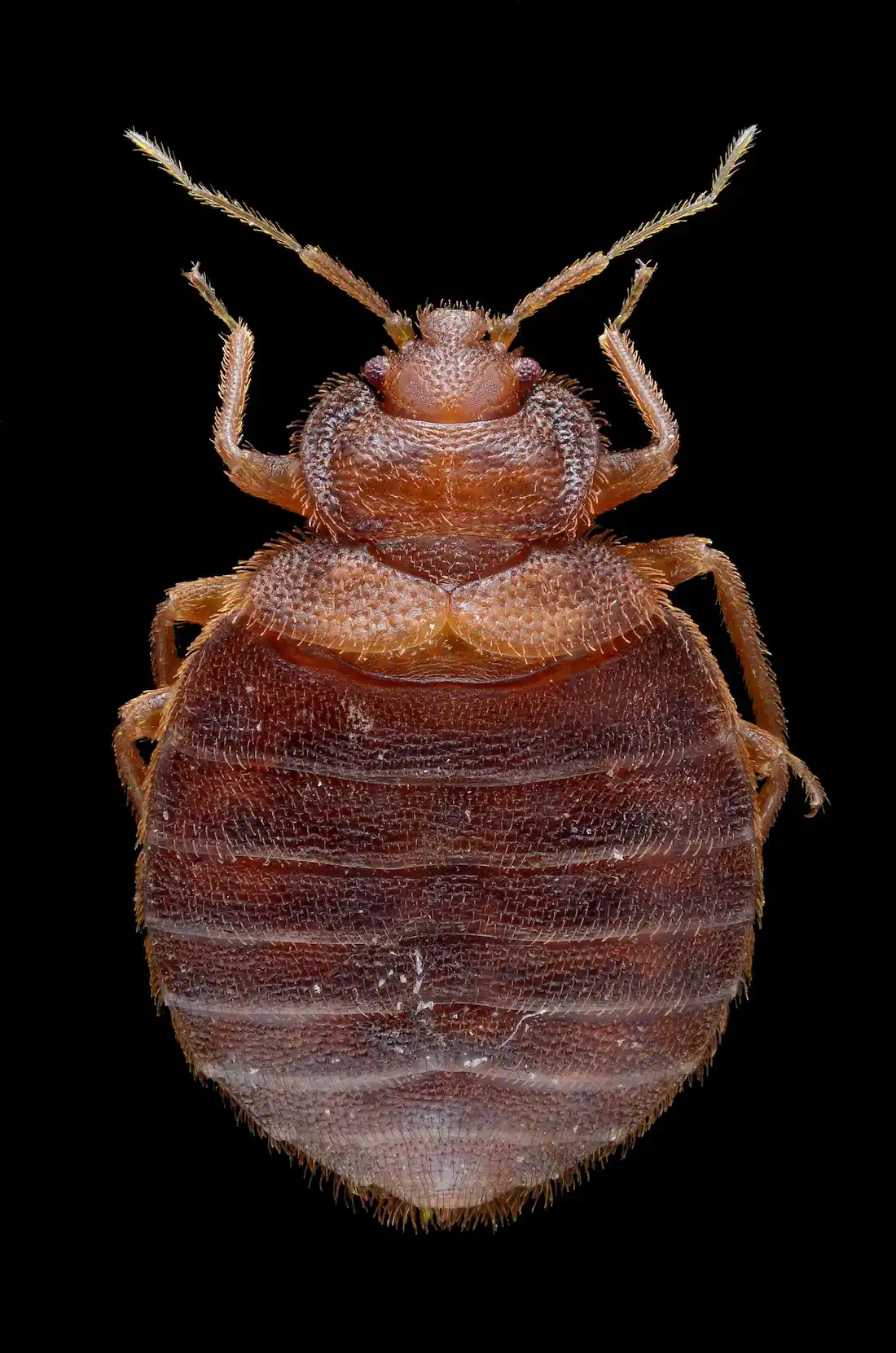 Chinche de cama adulta (Cimex lectularius): insecto ovalado y aplanado de color marrón rojizo, de unos 4 a 5 milímetros, sin alas.