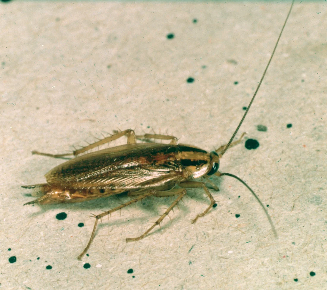 Cucaracha alemana adulta (Blattella germanica): marrón clara, de 1,2 a 1,6 centímetros, con dos bandas oscuras paralelas detrás de la cabeza.