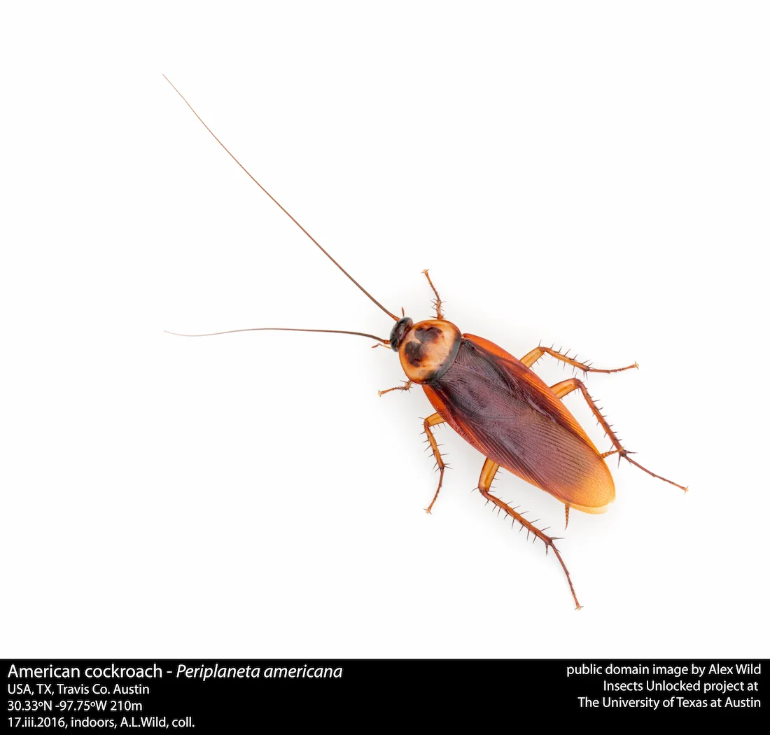 Cucaracha americana adulta con las alas desarrolladas, la especie que vuela y planea en España.