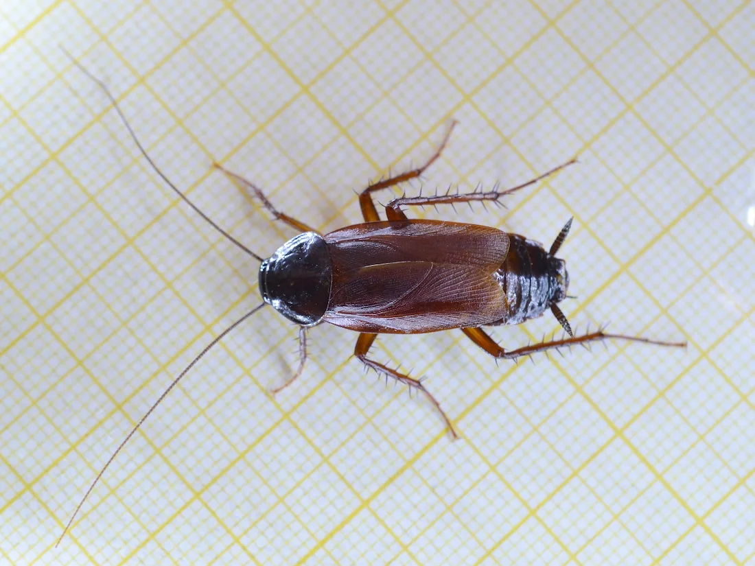 Cucaracha oriental adulta (Blatta orientalis): cuerpo ovalado de color marrón muy oscuro o negro, mate y uniforme.