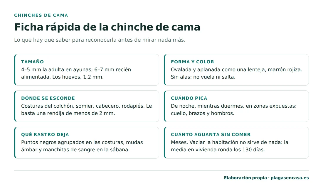 Ficha de identificación de la chinche de cama: adulta de 4 a 5 milímetros, ovalada y aplanada, color marrón rojizo, sin alas, activa de noche y escondida en costuras y grietas de menos de 2 milímetros.