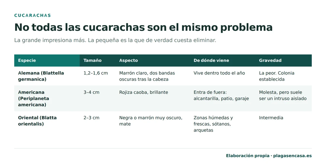 Tabla de las tres especies de cucaracha de una vivienda española: la alemana mide de 1,2 a 1,6 centímetros, es marrón clara con dos bandas oscuras tras la cabeza, vive dentro todo el año y es la peor; la americana mide de 3 a 4 centímetros, es rojiza caoba y entra desde la alcantarilla; y la oriental mide de 2 a 3 centímetros, es negra o marrón muy oscuro y vive en zonas húmedas y frescas.