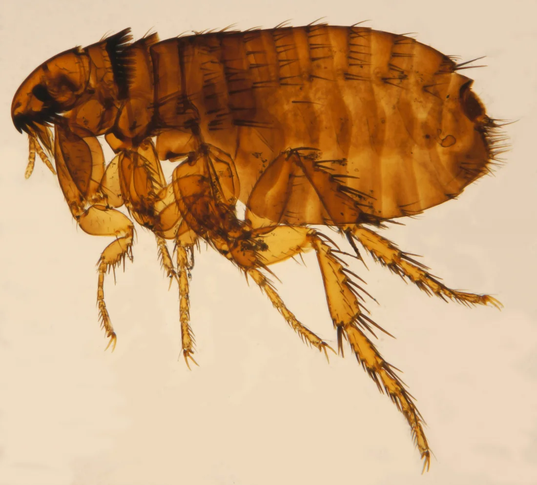 Pulga del gato (Ctenocephalides felis), la especie que está detrás de la gran mayoría de las infestaciones domésticas en España.